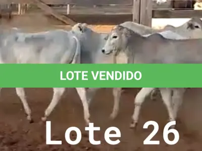 LOTE 026 - 01 BEZERRO NELORE, (IDENTIFICAÇÃO NLN 502, MÃE NLC 065, PAI T-2180, NASCIMENTO 27/09/2021, PESO 06/06/2022, 179KG, 01 BEZERRO NELORE, (IDENTIFICAÇÃO CAG 5721, MÃE 2814, PAI CAMARO F1 ANGUS, NASCIMENTO 02/12/2021, PESO 06/06/2022, 132 KG, 01 BEZERRO NELORE, (IDENTIFICAÇÃO NLN 512, MÃE NLC 026, PAI ZELO AJ, NASCIMENTO 23/12/2021, PESO 06/06/2022, 144 KG E 01 BEZERRO NELORE, (IDENTIFICAÇÃO NLN 514, MÃE NLC 029, PAI ZELO AJ, NASCIMENTO 25/12/2021, PESO 06/06/2022, 144 KG. (TOTAL 04 BEZERROS NELORE)