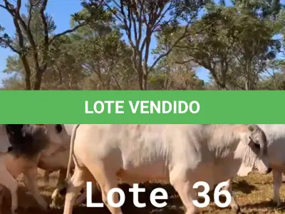 LOTE 036 - 72 ANIMAIS EXPERIMENTAIS NASCIMENTO OUTUBRO A DEZEMBRO 2020, (IDENTIFICAÇÃO NL 01, PESO 24/06/2022, 477KG, 01 ANIMAL EXPERIMENTAL, (IDENTIFICAÇÃO NL 02, PESO 24/06/2022, 433KG, 01 ANIMAL EXPERIMENTAL, (IDENTIFICAÇÃO NL 03, PESO 24/06/2022, 439KG, 01 ANIMAL EXPERIMENTAL, (IDENTIFICAÇÃO NL 04, PESO 24/06/2022, 446KG, 01 ANIMAL EXPERIMENTAL, (IDENTIFICAÇÃO NL 05, PESO 24/06/2022, 413KG, 01 ANIMAL EXPERIMENTAL, (IDENTIFICAÇÃO NL 06, PESO 24/06/2022, 531KG, 01 ANIMAL EXPERIMENTAL, (IDENTIFICAÇÃO NL 07, PESO 24/06/2022, 438KG, 01 ANIMAL EXPERIMENTAL, (IDENTIFICAÇÃO NL 08, PESO 24/06/2022, 458KG, 01 ANIMAL EXPERIMENTAL, (IDENTIFICAÇÃO NL 10, PESO 24/06/2022, 433KG, 01 ANIMAL EXPERIMENTAL, (IDENTIFICAÇÃO NL 11, PESO 24/06/2022, 438KG, 01 ANIMAL EXPERIMENTAL, (IDENTIFICAÇÃO NL 12, PESO 24/06/2022, 478KG, 01 ANIMAL EXPERIMENTAL, (IDENTIFICAÇÃO NL 13, PESO 24/06/2022, 467KG, 01 ANIMAL EXPERIMENTAL, (IDENTIFICAÇÃO NL 14, PESO 24/06/2022, 452KG, 01 ANIMAL EXPERIMENTAL, (IDENTIFICAÇÃO NL 15, PESO 24/06/2022, 419KG, 01 ANIMAL EXPERIMENTAL, (IDENTIFICAÇÃO NL 16, PESO 24/06/2022, 546KG, 01 ANIMAL EXPERIMENTAL, (IDENTIFICAÇÃO NL 17, PESO 24/06/2022, 398KG, 01 ANIMAL EXPERIMENTAL, (IDENTIFICAÇÃO NL 18, PESO 24/06/2022, 505KG, 01 ANIMAL EXPERIMENTAL, (IDENTIFICAÇÃO NL 19, PESO 24/06/2022, 516KG, 01 ANIMAL EXPERIMENTAL, (IDENTIFICAÇÃO NL 20, PESO 24/06/2022, 466KG, 01 ANIMAL EXPERIMENTAL, (IDENTIFICAÇÃO NL 21, PESO 24/06/2022, 471KG, 01 ANIMAL EXPERIMENTAL, (IDENTIFICAÇÃO NL 22, PESO 24/06/2022, 486KG, 01 ANIMAL EXPERIMENTAL, (IDENTIFICAÇÃO NL 23 PESO 24/06/2022, 503KG, 01 ANIMAL EXPERIMENTAL, (IDENTIFICAÇÃO NL 24 PESO 24/06/2022, 486KG, 01 ANIMAL EXPERIMENTAL, (IDENTIFICAÇÃO NL 25 PESO 24/06/2022, 466KG, 01 ANIMAL EXPERIMENTAL, (IDENTIFICAÇÃO NL 26 PESO 24/06/2022, 472KG, 01 ANIMAL EXPERIMENTAL, (IDENTIFICAÇÃO NL 27 PESO 24/06/2022, 437KG, 01 ANIMAL EXPERIMENTAL, (IDENTIFICAÇÃO NL 28 PESO 24/06/2022, 469KG, 01 ANIMAL EXPERIMENTAL, (IDENTIFICAÇÃO NL 29 PESO 24/06/2022, 454KG, 01 ANIMAL EXPERIMENTAL, (IDENTIFICAÇÃO NL 30 PESO 24/06/2022, 440KG, 01 ANIMAL EXPERIMENTAL, (IDENTIFICAÇÃO NL 31 PESO 24/06/2022, 464KG, 01 ANIMAL EXPERIMENTAL, (IDENTIFICAÇÃO NL 32 PESO 24/06/2022, 482KG, 01 ANIMAL EXPERIMENTAL, (IDENTIFICAÇÃO NL 33 PESO 24/06/2022, 409KG, 01 ANIMAL EXPERIMENTAL, (IDENTIFICAÇÃO NL 34 PESO 24/06/2022, 485KG, 01 ANIMAL EXPERIMENTAL, (IDENTIFICAÇÃO NL 36 PESO 24/06/2022, 517KG, 01 ANIMAL EXPERIMENTAL, (IDENTIFICAÇÃO NL 37 PESO 24/06/2022, 496KG, 01 ANIMAL EXPERIMENTAL, (IDENTIFICAÇÃO NL 41, PESO 24/06/2022, 447KG, 01 ANIMAL EXPERIMENTAL, (IDENTIFICAÇÃO NL 43 PESO 24/06/2022, 461KG, 01 ANIMAL EXPERIMENTAL, (IDENTIFICAÇÃO NL 44, PESO 24/06/2022, 393KG, 01 ANIMAL EXPERIMENTAL, (IDENTIFICAÇÃO NL 46, PESO 24/06/2022, 451KG, 01 ANIMAL EXPERIMENTAL, (IDENTIFICAÇÃO NL 47, PESO 24/06/2022, 458KG, 01 ANIMAL EXPERIMENTAL, (IDENTIFICAÇÃO NL 48, PESO 24/06/2022, 442KG, 01 ANIMAL EXPERIMENTAL, (IDENTIFICAÇÃO NL 49, PESO 24/06/2022, 436KG, 01 ANIMAL EXPERIMENTAL, (IDENTIFICAÇÃO NL 51, PESO 24/06/2022, 392KG, 01 ANIMAL EXPERIMENTAL, (IDENTIFICAÇÃO NL 53, PESO 24/06/2022, 449KG, 01 ANIMAL EXPERIMENTAL, (IDENTIFICAÇÃO NL 54, PESO 24/06/2022, 470KG, 01 ANIMAL EXPERIMENTAL, (IDENTIFICAÇÃO NL 55, PESO 24/06/2022, 482KG, 01 ANIMAL EXPERIMENTAL, (IDENTIFICAÇÃO NL 61, PESO 24/06/2022, 476KG, 01 ANIMAL EXPERIMENTAL, (IDENTIFICAÇÃO NL 62, PESO 24/06/2022, 419KG, 01 ANIMAL EXPERIMENTAL, (IDENTIFICAÇÃO NL 63, PESO 24/06/2022, 475KG, 01 ANIMAL EXPERIMENTAL, (IDENTIFICAÇÃO NL 65, PESO 24/06/2022, 484KG, 01 ANIMAL EXPERIMENTAL, (IDENTIFICAÇÃO NL 66, PESO 24/06/2022, 532KG, 01 ANIMAL EXPERIMENTAL, (IDENTIFICAÇÃO NL 67, PESO 24/06/2022, 478KG, 01 ANIMAL EXPERIMENTAL, (IDENTIFICAÇÃO NL 68, PESO 24/06/2022, 466KG, 01 ANIMAL EXPERIMENTAL, (IDENTIFICAÇÃO NL 69, PESO 24/06/2022, 413KG, 01 ANIMAL EXPERIMENTAL, (IDENTIFICAÇÃO NL 70, PESO 24/06/2022, 485KG, 01 ANIMAL EXPERIMENTAL, (IDENTIFICAÇÃO NL 72, PESO 24/06/2022, 442KG, 01 ANIMAL EXPERIMENTAL, (IDENTIFICAÇÃO NL 73, PESO 24/06/2022, 467KG, 01 ANIMAL EXPERIMENTAL, (IDENTIFICAÇÃO NL 74, PESO 24/06/2022, 515KG, 01 ANIMAL EXPERIMENTAL, (IDENTIFICAÇÃO NL 75, PESO 24/06/2022, 436KG, 01 ANIMAL EXPERIMENTAL, (IDENTIFICAÇÃO NL 76, PESO 24/06/2022, 477KG, 01 ANIMAL EXPERIMENTAL, (IDENTIFICAÇÃO NL 77, PESO 24/06/2022, 471KG, 01 ANIMAL EXPERIMENTAL, (IDENTIFICAÇÃO NL 79, PESO 24/06/2022, 436KG, 01 ANIMAL EXPERIMENTAL, (IDENTIFICAÇÃO NL 80, PESO 24/06/2022, 475KG, 01 ANIMAL EXPERIMENTAL, (IDENTIFICAÇÃO NL 81, PESO 24/06/2022, 441KG, 01 ANIMAL EXPERIMENTAL, (IDENTIFICAÇÃO NL 82, PESO 24/06/2022, 460KG, 01 ANIMAL EXPERIMENTAL, (IDENTIFICAÇÃO NL 84, PESO 24/06/2022, 428KG, 01 ANIMAL EXPERIMENTAL, (IDENTIFICAÇÃO NL 85, PESO 24/06/2022, 447KG, 01 ANIMAL EXPERIMENTAL, (IDENTIFICAÇÃO NL 86, PESO 24/06/2022, 480KG, 01 ANIMAL EXPERIMENTAL, (IDENTIFICAÇÃO NL 88, PESO 24/06/2022, 490KG, 01 ANIMAL EXPERIMENTAL, (IDENTIFICAÇÃO NL 89, PESO 24/06/2022, 506KG, 01 ANIMAL EXPERIMENTAL, (IDENTIFICAÇÃO NL 90, PESO 24/06/2022, 433KG E 01 ANIMAL EXPERIMENTAL, (IDENTIFICAÇÃO NL 91, PESO 24/06/2022, 457KG.