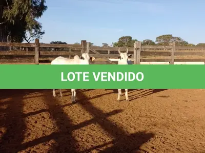 LOTE 005 - 02 VACAS NELORE VAZIAS, (IDENTIFICAÇÃO CAG 618, MÃE CAG 1032, PAI DIAMANTE, NASCIMENTO 08/02/2018, PESO 446KG; IDENTIFICAÇÃO CAG 2817, PAI DIAMANTE, MÃE CAG 1030, NASCIMENTO 23/09/2017, PESO 487KG).
