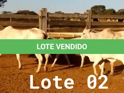 LOTE 002 - 02 VACAS NELORE COM CRIA AO PÉ, (IDENTIFICAÇÃO CAG 0613, MÃE CAG 1036, PAI SI, NASCIMENTO 16/01/2013, PESO 500KG, CRIA AO PÉ IDENTIFICAÇÃO CAG 1722, NASCIMENTO 22/02/2022, PAI SI, SEXO MASCULINO) E (IDENTIFICAÇÃO CAG 8215, MÃE CAG 0254, SI, NASCIMENTO 09/07/2015, PESO 513Kg, CRIA AO PÉ IDENTIFICAÇÃO CAG 722, NASCIMENTO 05/02/2022, PAI THOR NELORE, SEXO MASCULINO)