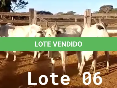 LOTE 006 - 03 VACAS NELORE VAZIAS, (IDENTIFICAÇÃO CAG 2814, MÃE CAG 1022, PAI SI, NASCIMENTO 21/05/2014, PESO 515KG; IDENTIFICAÇÃO CAG 4816, PAI 01 NELORE, MÃE CAG 6911, NASCIMENTO 26/09/2016, PESO 555KG;  IDENTIFICAÇÃO CAG 5616, PAI 01 NELORE, MÃE CAG 1022, NASCIMENTO 12/12/2016, PESO 560KG).