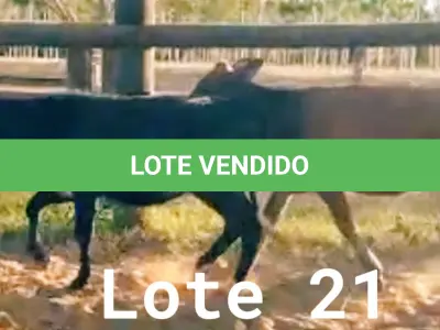 LOTE 021 - 01 BEZERRA GIROLANDA, (IDENTIFICAÇÃO FAL 465 5/8, MÃE FAL 260 3/4, PAI BOND CHORAL, NASCIMENTO 03/05/2021, PESO 06/06/2022, 155,0KG E 01 BEZERRA GIROLANDA, (IDENTIFICAÇÃO FAL 472 3/4, MÃE GHN 399, PAI MONETÁRY, NASCIMENTO 12/06/2021, PESO 06/06/2022, 166,0 KG. (TOTAL 02 BEZERRAS GIROLANDAS)