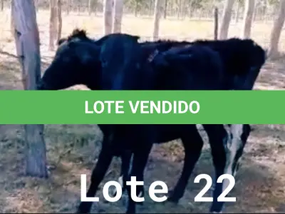 LOTE 022 - 01 BEZERRA GIROLANDA, (IDENTIFICAÇÃO FAL 475 3/4, MÃE GNH 005, PAI MONETÁRY, NASCIMENTO 24/06/05/2021, PESO 06/06/2022, 127,5KG E 01 BEZERRA GIROLANDA, (IDENTIFICAÇÃO FAL 476 5/8, MÃE FAL 153 5/8, PAI BOND CHORAL, NASCIMENTO 10/07/2021, PESO 06/06/2022, 111,0 KG. (TOTAL 02 BEZERRAS GIROLANDAS)