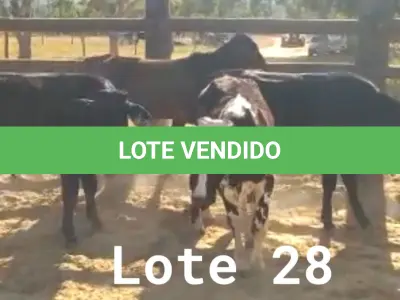 LOTE 028 - 01 BEZERRO GIROLANDO, (IDENTIFICAÇÃO FAL 454 5/8, MÃE FAL 262 3/4, PAI B. CHORAL, NASCIMENTO 22/01/2021, PESO 06/06/2022, 153 KG, 01 BEZERRA GIROLANDO, (IDENTIFICAÇÃO FAL 481 3/4, MÃE GHN 03, PAI SPICE, NASCIMENTO 31/07/2021, PESO 06/06/2022, 146 KG, 01 BEZERRO GIROLANDO, (IDENTIFICAÇÃO FAL 499 1/4, MÃE GHN 08, PAI T-2180, NASCIMENTO 14/09/2021, PESO 06/06/2022, 150 KG, 01 BEZERRO GIROLANDO, (IDENTIFICAÇÃO CAG 4921 3/4, MÃE CAG 1217, PAI 2317 3/4 HZ, NASCIMENTO 29/10/2021, PESO 166 KG E 01 BEZERRO GIROLANDO, (IDENTIFICAÇÃO CAG 5321 1/4, MÃE CAG SN, PAI SI, NASCIMENTO 31/10/2021, PESO 06/06/2022, 161 KG. (TOTAL 05 BEZERROS GIROLANDO)