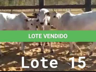 LOTE 015 - 01 NOVILHAS NELORE/ANELORADA, (IDENTIFICAÇÃO NLN 475 MÃE NLC 207, PAI T-2180, NASCIMENTO 06/09/2020, PESO 06/06/2022, 329KG, 01 NOVILHA NELORE/ANELORADA, (IDENTIFICAÇÃO NLN 480 MÃE NLC 022, PAI T-2180, NASCIMENTO 26/09/2020, PESO 06/06/2022, 275KG E 01 NOVILHA NELORE/ANELORADA, (IDENTIFICAÇÃO NLN 486 MÃE NLC 218, PAI T-2180, NASCIMENTO 21/10/2020 PESO 06/06/2022, 307KG. (TOTAL 3 NOVILHAS)