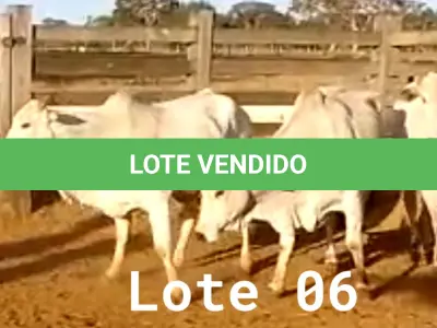 LOTE 006 - 03 VACAS NELORE VAZIAS, (IDENTIFICAÇÃO CAG 2814, MÃE CAG 1022, PAI SI, NASCIMENTO 21/05/2014, PESO 515KG; IDENTIFICAÇÃO CAG 4816, PAI 01 NELORE, MÃE CAG 6911, NASCIMENTO 26/09/2016, PESO 555KG;  IDENTIFICAÇÃO CAG 5616, PAI 01 NELORE, MÃE CAG 1022, NASCIMENTO 12/12/2016, PESO 560KG).
