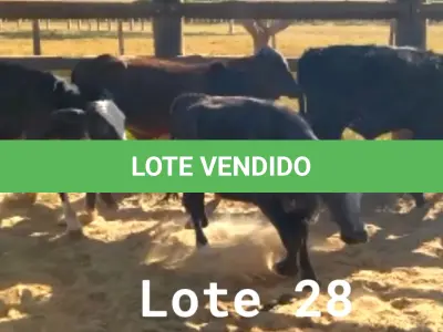 LOTE 028 - 01 BEZERRO GIROLANDO, (IDENTIFICAÇÃO FAL 454 5/8, MÃE FAL 262 3/4, PAI B. CHORAL, NASCIMENTO 22/01/2021, PESO 06/06/2022, 153 KG, 01 BEZERRA GIROLANDO, (IDENTIFICAÇÃO FAL 481 3/4, MÃE GHN 03, PAI SPICE, NASCIMENTO 31/07/2021, PESO 06/06/2022, 146 KG, 01 BEZERRO GIROLANDO, (IDENTIFICAÇÃO FAL 499 1/4, MÃE GHN 08, PAI T-2180, NASCIMENTO 14/09/2021, PESO 06/06/2022, 150 KG, 01 BEZERRO GIROLANDO, (IDENTIFICAÇÃO CAG 4921 3/4, MÃE CAG 1217, PAI 2317 3/4 HZ, NASCIMENTO 29/10/2021, PESO 166 KG E 01 BEZERRO GIROLANDO, (IDENTIFICAÇÃO CAG 5321 1/4, MÃE CAG SN, PAI SI, NASCIMENTO 31/10/2021, PESO 06/06/2022, 161 KG. (TOTAL 05 BEZERROS GIROLANDO)