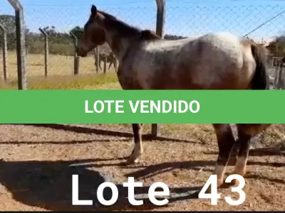LOTE 043 - 01 EQUINO, (IDENTIFICAÇÃO FAL 633, NOME SN, CATEGORIA ÉGUA, MÃE SL, PAI SL, PELAGEM ROSILHA, NASCIMENTO 2005.