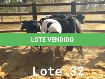 LOTE 032 - 01 BEZERRO GIROLANDO, (IDENTIFICAÇÃO CAG 1521 3/4 , MÃE CAG 5015 , PAI 1917 3/4  HOL, NASCIMENTO 19/05/2021, PESO 06/06/2022, 281 KG, 01 BEZERR A GIROLANDO, (IDENTIFICAÇÃO CAG 1721 3/4, MÃE CAG 4016, PAI 1917  3/4  HOL, NASCIMENTO 31/05/2021, PESO 06/06/2022, 255 KG, 01 BEZERRO GIROLANDO, (IDENTIFICAÇÃO CAG 1921 15/16, MÃE CAG 3416,  PAI SUNSHINE HOL, NASCIMENTO 05/06/2021, PESO 06/06/2022, 282 KG, 01 BEZERRO GIROLANDO, (IDENTIFICAÇÃO CAG 3121 3/4 , MÃE CAG 3214, PAI OLIMPIO 3/4 HZ, NASCIMENTO 13/09/2021, 278 KG E 01 BEZERRO GIROLANDO, (IDENTIFICAÇÃO CAG 2921 3/4 SB, MÃE CAG 1217, PAI 2317 3/4 HZ, NASCIMENTO 29/10/2021, PESO 06/06/2022, 298 KG. (TOTAL 05 BEZERROS GIROLANDO)