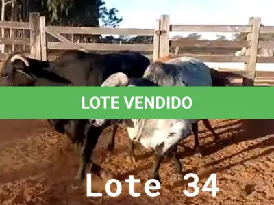 LOTE 034 - 01 ANIMAL PARA ABATE, (IDENTIFICAÇÃO CAG 1510, NASCIMENTO 01/08/2010, SEXO FEMININO, PESO 24/06/2022, 672KG, 01 ANIMAL PARA ABATE, (IDENTIFICAÇÃO UNB 360, NASCIMENTO 05/01/2011, SEXO FEMININO, PESO 24/06/2022, 518KG E 01 ANIMAL PARA ABATE, (IDENTIFICAÇÃO UNB 437, NASCIMENTO 20/10/2016, SEXO FEMININO, PESO 24/06/2022, 562KG.(TOTAL 03 ANIMAIS PARA ABATE)
