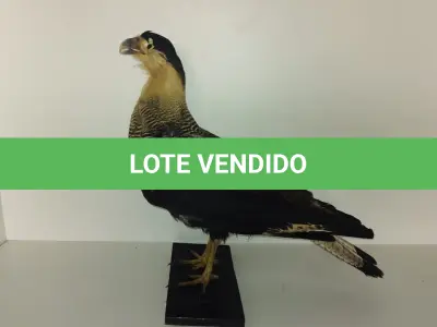 LOTE 024 - TAXIDERMIA GAVIÃO (NO ESTADO)