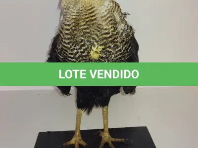LOTE 024 - TAXIDERMIA GAVIÃO (NO ESTADO)