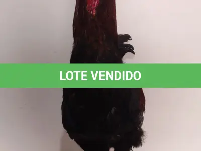 LOTE 025 - TAXIDERMIA GALO ALTURA 60 CM (NO ESTADO)