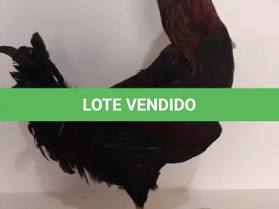 LOTE 025 - TAXIDERMIA GALO ALTURA 60 CM (NO ESTADO)
