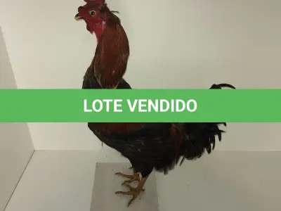 LOTE 025 - TAXIDERMIA GALO ALTURA 60 CM (NO ESTADO)