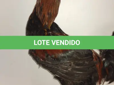 LOTE 025 - TAXIDERMIA GALO ALTURA 60 CM (NO ESTADO)