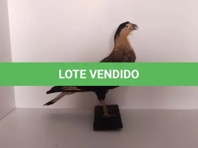 LOTE 024 - TAXIDERMIA GAVIÃO (NO ESTADO)