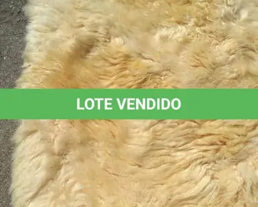 LOTE 171 - TAPETE IMPORTADO PELE DE CORDEIRO LEGITIMO, COR BRANCA, COM FORRO EM ALGODÃO,150X100 CM. (NO ESTADO)