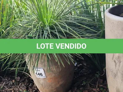 LOTE 147 - 01 JARRO COM PLANTAS VIVAS DECORATIVAS (NO ESTADO) ATENÇÃO! FAZER A VISITAÇÃO ANTES DE ARREMATAR, NÃO SABEMOS SE FUNCIONA. LEILÃO NÃO TEM GARANTIA E NEM DEVOLUÇÃO, SUJEITO A POSSÍVEIS AVARIAS VISÍVEIS/OCULTAS E/OU AUSÊNCIA DE COMPONENTES.