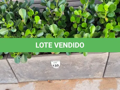 LOTE 135 - 01 JARRO COM PLANTAS VIVAS DECORATIVAS (NO ESTADO) ATENÇÃO! FAZER A VISITAÇÃO ANTES DE ARREMATAR, NÃO SABEMOS SE FUNCIONA. LEILÃO NÃO TEM GARANTIA E NEM DEVOLUÇÃO, SUJEITO A POSSÍVEIS AVARIAS VISÍVEIS/OCULTAS E/OU AUSÊNCIA DE COMPONENTES.