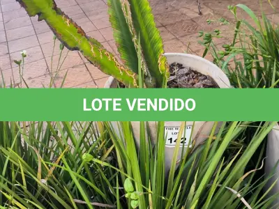 LOTE 141 - 01 JARRO COM PLANTAS VIVAS DECORATIVAS (NO ESTADO) ATENÇÃO! FAZER A VISITAÇÃO ANTES DE ARREMATAR, NÃO SABEMOS SE FUNCIONA. LEILÃO NÃO TEM GARANTIA E NEM DEVOLUÇÃO, SUJEITO A POSSÍVEIS AVARIAS VISÍVEIS/OCULTAS E/OU AUSÊNCIA DE COMPONENTES.