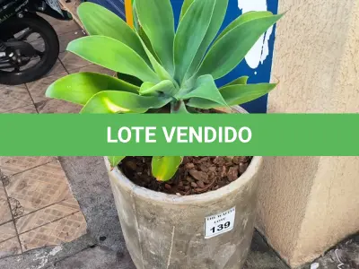 LOTE 139 - 01 JARRO COM PLANTAS VIVAS DECORATIVAS (NO ESTADO) ATENÇÃO! FAZER A VISITAÇÃO ANTES DE ARREMATAR, NÃO SABEMOS SE FUNCIONA. LEILÃO NÃO TEM GARANTIA E NEM DEVOLUÇÃO, SUJEITO A POSSÍVEIS AVARIAS VISÍVEIS/OCULTAS E/OU AUSÊNCIA DE COMPONENTES.