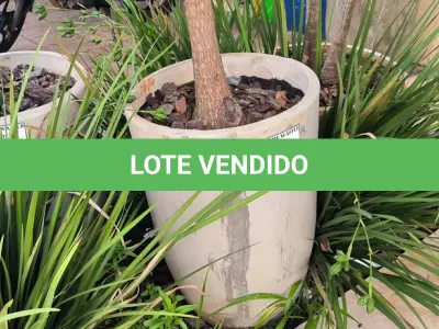 LOTE 140 - 01 JARRO COM PLANTAS VIVAS DECORATIVAS (NO ESTADO) ATENÇÃO! FAZER A VISITAÇÃO ANTES DE ARREMATAR, NÃO SABEMOS SE FUNCIONA. LEILÃO NÃO TEM GARANTIA E NEM DEVOLUÇÃO, SUJEITO A POSSÍVEIS AVARIAS VISÍVEIS/OCULTAS E/OU AUSÊNCIA DE COMPONENTES.