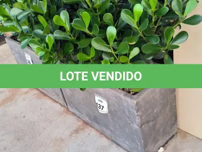 LOTE 137 - 01 JARRO COM PLANTAS VIVAS DECORATIVAS (NO ESTADO) ATENÇÃO! FAZER A VISITAÇÃO ANTES DE ARREMATAR, NÃO SABEMOS SE FUNCIONA. LEILÃO NÃO TEM GARANTIA E NEM DEVOLUÇÃO, SUJEITO A POSSÍVEIS AVARIAS VISÍVEIS/OCULTAS E/OU AUSÊNCIA DE COMPONENTES.