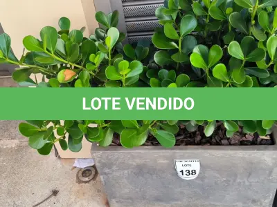 LOTE 138 - 01 JARRO COM PLANTAS VIVAS DECORATIVAS (NO ESTADO) ATENÇÃO! FAZER A VISITAÇÃO ANTES DE ARREMATAR, NÃO SABEMOS SE FUNCIONA. LEILÃO NÃO TEM GARANTIA E NEM DEVOLUÇÃO, SUJEITO A POSSÍVEIS AVARIAS VISÍVEIS/OCULTAS E/OU AUSÊNCIA DE COMPONENTES.