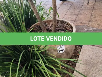 LOTE 140 - 01 JARRO COM PLANTAS VIVAS DECORATIVAS (NO ESTADO) ATENÇÃO! FAZER A VISITAÇÃO ANTES DE ARREMATAR, NÃO SABEMOS SE FUNCIONA. LEILÃO NÃO TEM GARANTIA E NEM DEVOLUÇÃO, SUJEITO A POSSÍVEIS AVARIAS VISÍVEIS/OCULTAS E/OU AUSÊNCIA DE COMPONENTES.