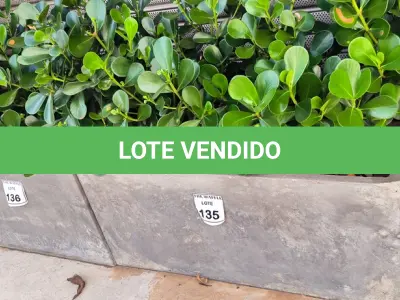 LOTE 135 - 01 JARRO COM PLANTAS VIVAS DECORATIVAS (NO ESTADO) ATENÇÃO! FAZER A VISITAÇÃO ANTES DE ARREMATAR, NÃO SABEMOS SE FUNCIONA. LEILÃO NÃO TEM GARANTIA E NEM DEVOLUÇÃO, SUJEITO A POSSÍVEIS AVARIAS VISÍVEIS/OCULTAS E/OU AUSÊNCIA DE COMPONENTES.