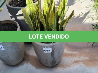 LOTE 143 - 01 JARRO COM PLANTAS VIVAS DECORATIVAS (NO ESTADO) ATENÇÃO! FAZER A VISITAÇÃO ANTES DE ARREMATAR, NÃO SABEMOS SE FUNCIONA. LEILÃO NÃO TEM GARANTIA E NEM DEVOLUÇÃO, SUJEITO A POSSÍVEIS AVARIAS VISÍVEIS/OCULTAS E/OU AUSÊNCIA DE COMPONENTES.