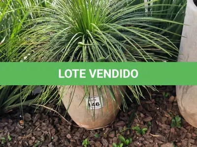 LOTE 146 - 01 JARRO COM PLANTAS VIVAS DECORATIVAS (NO ESTADO) ATENÇÃO! FAZER A VISITAÇÃO ANTES DE ARREMATAR, NÃO SABEMOS SE FUNCIONA. LEILÃO NÃO TEM GARANTIA E NEM DEVOLUÇÃO, SUJEITO A POSSÍVEIS AVARIAS VISÍVEIS/OCULTAS E/OU AUSÊNCIA DE COMPONENTES.