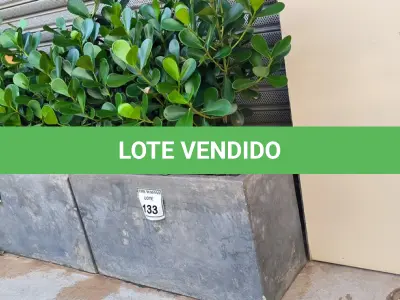 LOTE 133 - 01 JARRO COM PLANTAS VIVAS DECORATIVAS. (NO ESTADO) ATENÇÃO! FAZER A VISITAÇÃO ANTES DE ARREMATAR, NÃO SABEMOS SE FUNCIONA. LEILÃO NÃO TEM GARANTIA E NEM DEVOLUÇÃO, SUJEITO A POSSÍVEIS AVARIAS VISÍVEIS/OCULTAS E/OU AUSÊNCIA DE COMPONENTES.