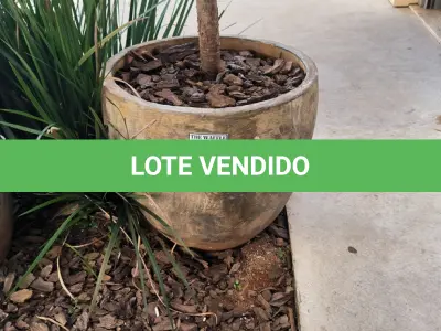 LOTE 148 - 01 JARRO COM PLANTAS VIVAS DECORATIVAS (NO ESTADO) ATENÇÃO! FAZER A VISITAÇÃO ANTES DE ARREMATAR, NÃO SABEMOS SE FUNCIONA. LEILÃO NÃO TEM GARANTIA E NEM DEVOLUÇÃO, SUJEITO A POSSÍVEIS AVARIAS VISÍVEIS/OCULTAS E/OU AUSÊNCIA DE COMPONENTES.