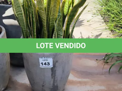 LOTE 143 - 01 JARRO COM PLANTAS VIVAS DECORATIVAS (NO ESTADO) ATENÇÃO! FAZER A VISITAÇÃO ANTES DE ARREMATAR, NÃO SABEMOS SE FUNCIONA. LEILÃO NÃO TEM GARANTIA E NEM DEVOLUÇÃO, SUJEITO A POSSÍVEIS AVARIAS VISÍVEIS/OCULTAS E/OU AUSÊNCIA DE COMPONENTES.