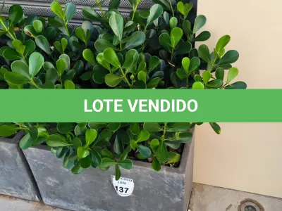 LOTE 137 - 01 JARRO COM PLANTAS VIVAS DECORATIVAS (NO ESTADO) ATENÇÃO! FAZER A VISITAÇÃO ANTES DE ARREMATAR, NÃO SABEMOS SE FUNCIONA. LEILÃO NÃO TEM GARANTIA E NEM DEVOLUÇÃO, SUJEITO A POSSÍVEIS AVARIAS VISÍVEIS/OCULTAS E/OU AUSÊNCIA DE COMPONENTES.