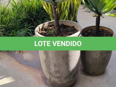 LOTE 145 - 01 JARRO COM PLANTAS VIVAS DECORATIVAS (NO ESTADO) ATENÇÃO! FAZER A VISITAÇÃO ANTES DE ARREMATAR, NÃO SABEMOS SE FUNCIONA. LEILÃO NÃO TEM GARANTIA E NEM DEVOLUÇÃO, SUJEITO A POSSÍVEIS AVARIAS VISÍVEIS/OCULTAS E/OU AUSÊNCIA DE COMPONENTES.