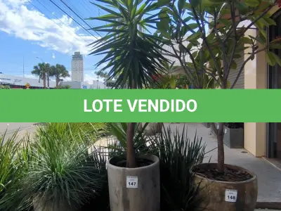 LOTE 148 - 01 JARRO COM PLANTAS VIVAS DECORATIVAS (NO ESTADO) ATENÇÃO! FAZER A VISITAÇÃO ANTES DE ARREMATAR, NÃO SABEMOS SE FUNCIONA. LEILÃO NÃO TEM GARANTIA E NEM DEVOLUÇÃO, SUJEITO A POSSÍVEIS AVARIAS VISÍVEIS/OCULTAS E/OU AUSÊNCIA DE COMPONENTES.