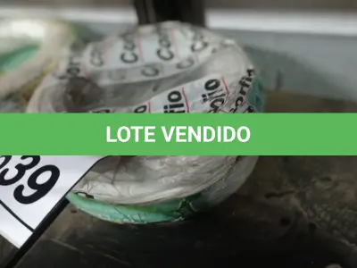 LOTE 539 - 02 ROLOS DE FIO 1X1,5MM ANTI CHAMA 450/750 100 METROS NA COR CINZA E BRANCO. (NO ESTADO) ATENÇÃO! FAZER A VISITAÇÃO ANTES DE ARREMATAR, NÃO SABEMOS SE FUNCIONA, LEILÃO NÃO TEM GARANTIA E NEM DEVOLUÇÃO, SUJEITO A POSSÍVEIS AVARIAS VISÍVEIS/OCULTAS E/OU AUSÊNCIA DE COMPONENTES.