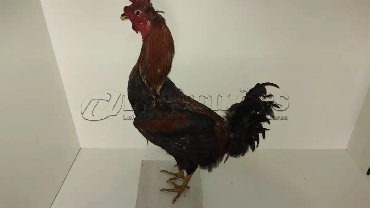 LOTE 025 - TAXIDERMIA GALO ALTURA 60 CM (NO ESTADO)
