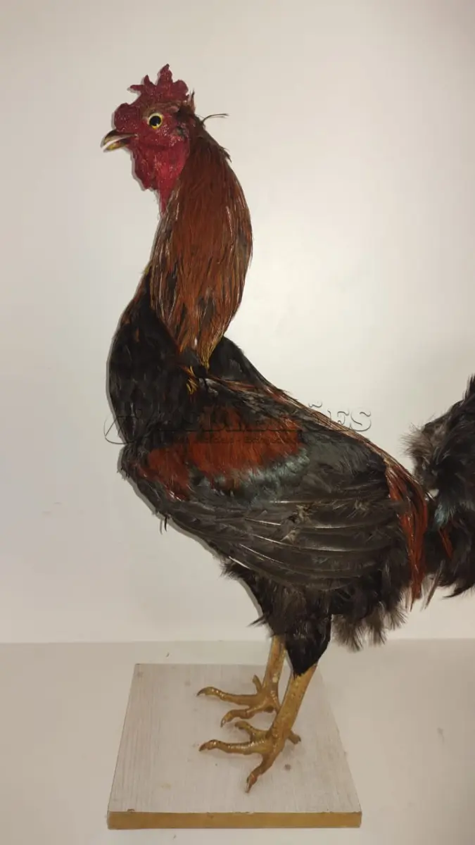LOTE 025 - TAXIDERMIA GALO ALTURA 60 CM (NO ESTADO)