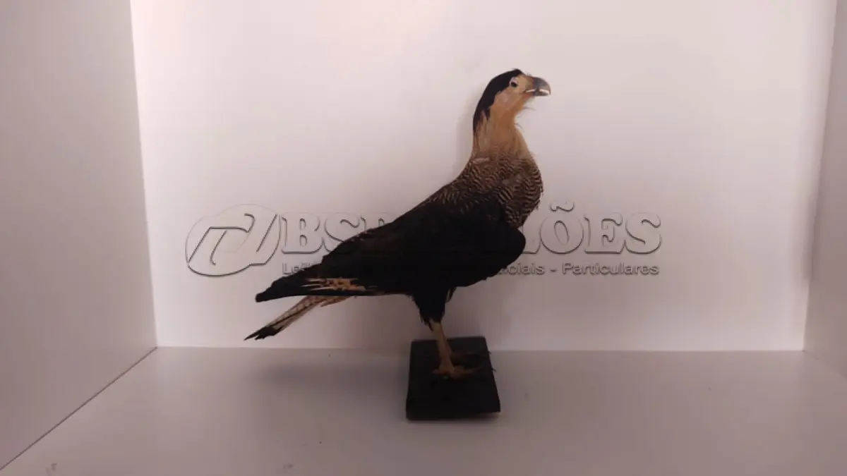 LOTE 024