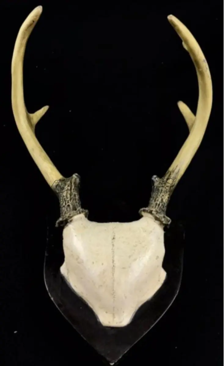 LOTE 058 - RARO CHIFRE DE CERVO SUÍÇO EM RESINA COM BRASÃO EM MADEIRA (30 CM DE ALTURA (NO ESTADO)