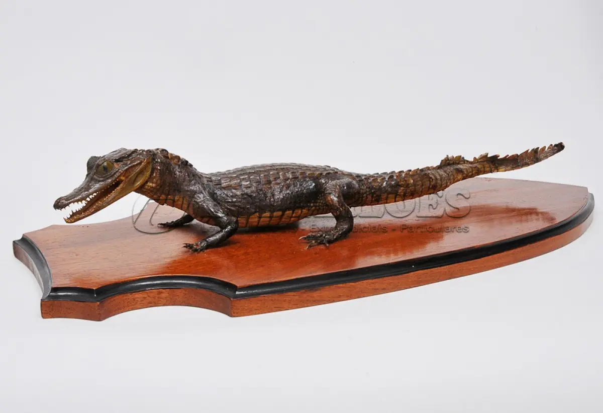 LOTE 079 - LINDO ENFEITE JACARÉ TAXIDERMIA, MUITO BOM CONSERVADO  28 CM POR 62 CM PEÇA RARA (NO ESTADO)