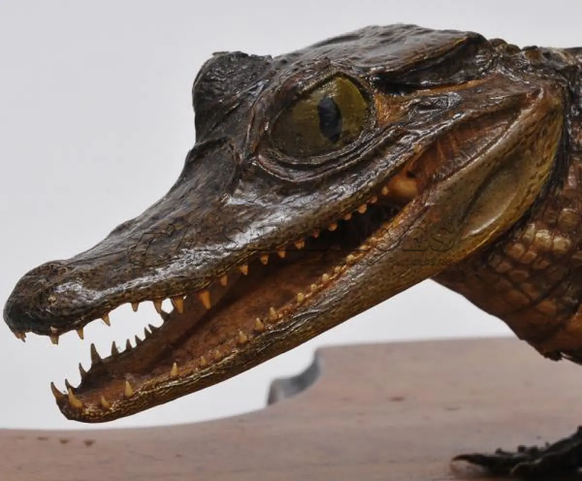 LOTE 079 - LINDO ENFEITE JACARÉ TAXIDERMIA, MUITO BOM CONSERVADO  28 CM POR 62 CM PEÇA RARA (NO ESTADO)