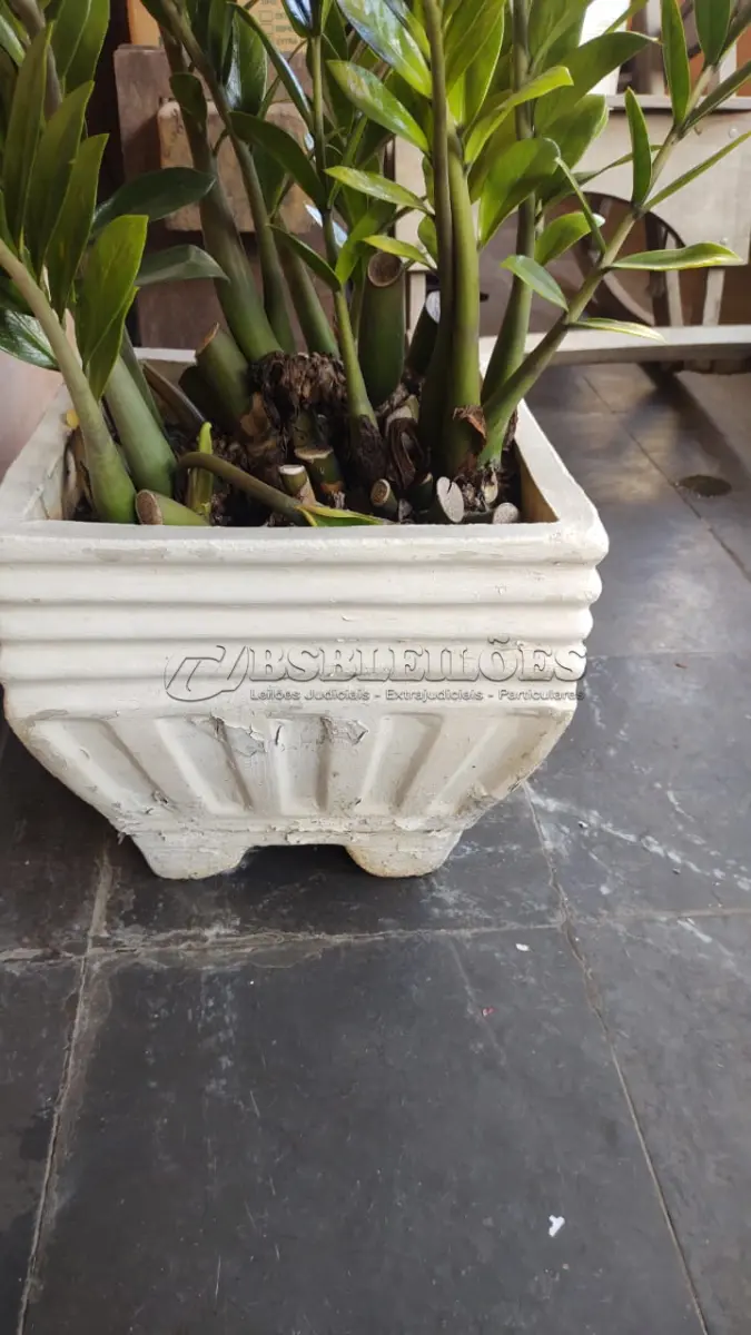 LOTE 249 - VAZO COM PLANTA VERDADEIRA ZAMICULCA (NO ESTADO)
