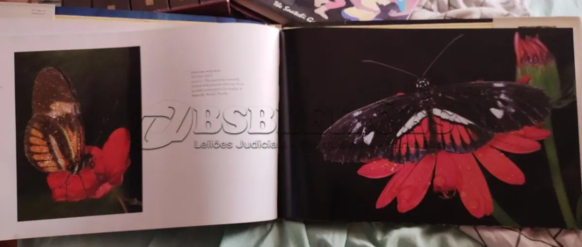 LOTE 614 - RARO LIVRO FLYING FLOWERS RICK SAMMON (NO ESTADO)