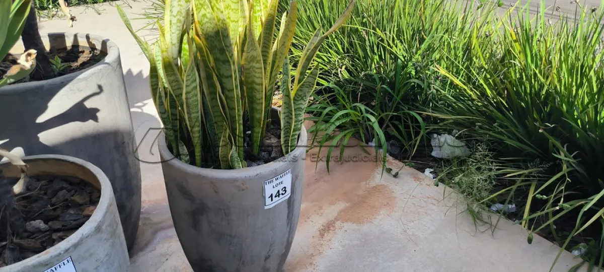 LOTE 142 - 01 JARRO COM PLANTAS VIVAS DECORATIVAS (NO ESTADO) ATENÇÃO! FAZER A VISITAÇÃO ANTES DE ARREMATAR, NÃO SABEMOS SE FUNCIONA. LEILÃO NÃO TEM GARANTIA E NEM DEVOLUÇÃO, SUJEITO A POSSÍVEIS AVARIAS VISÍVEIS/OCULTAS E/OU AUSÊNCIA DE COMPONENTES.