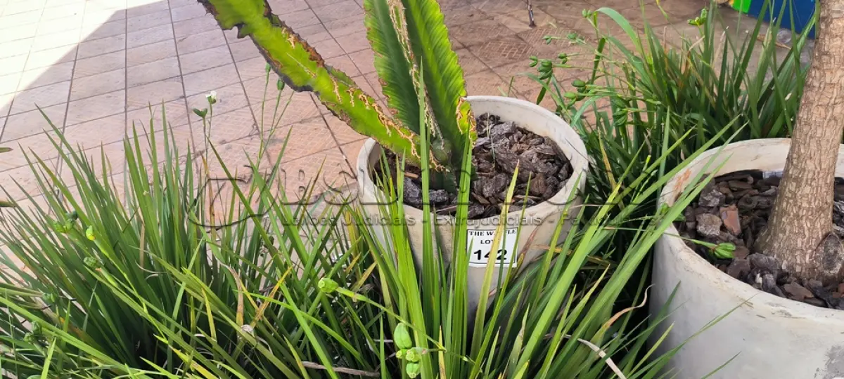 LOTE 141 - 01 JARRO COM PLANTAS VIVAS DECORATIVAS (NO ESTADO) ATENÇÃO! FAZER A VISITAÇÃO ANTES DE ARREMATAR, NÃO SABEMOS SE FUNCIONA. LEILÃO NÃO TEM GARANTIA E NEM DEVOLUÇÃO, SUJEITO A POSSÍVEIS AVARIAS VISÍVEIS/OCULTAS E/OU AUSÊNCIA DE COMPONENTES.